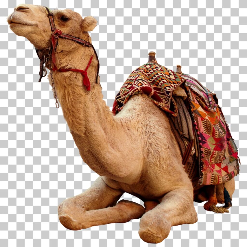 Camel PNG Image Free Download