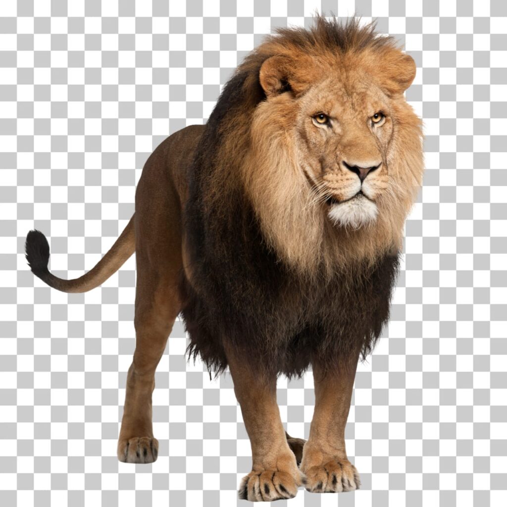 Lion PNG Image Free Download